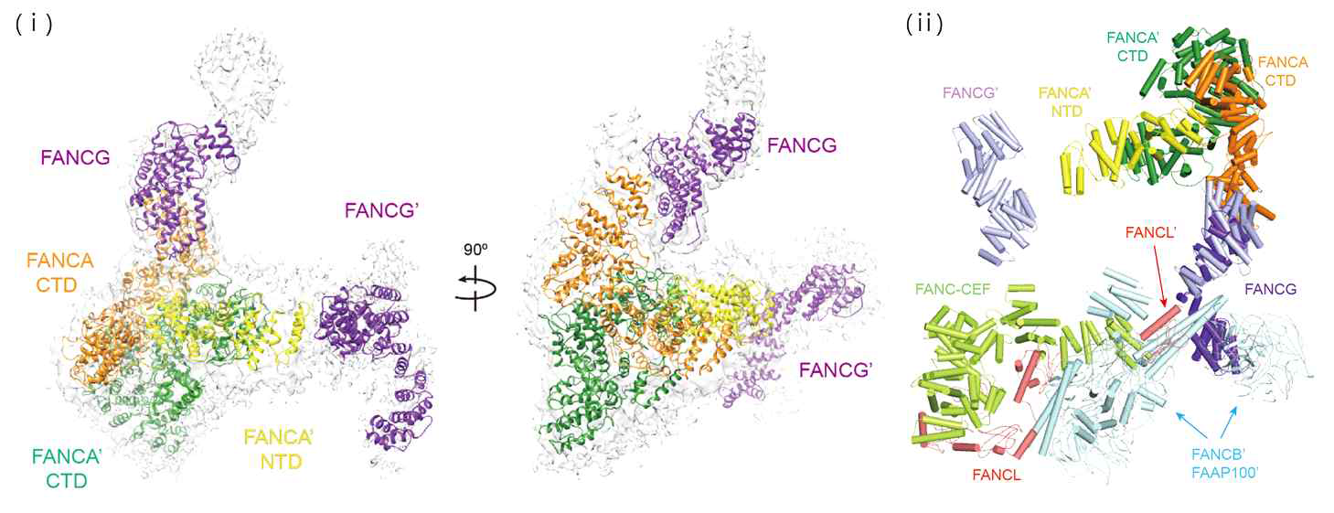 (i) FancG가 FancA의 N-말단에 결합한 복합체 구조와 C-말단에 결합한 복합체 구조를 FancA 이합체를 기준으로 겹쳐 놓아 FanA/G 사합체 구조를 재구성함. (ii) FancA가 제외된 FA core 복합체의 FancG와 FancA/G 복합체의 FancG를 겹쳐 놓아 재구성한 전체 FA core 복합체의 모델