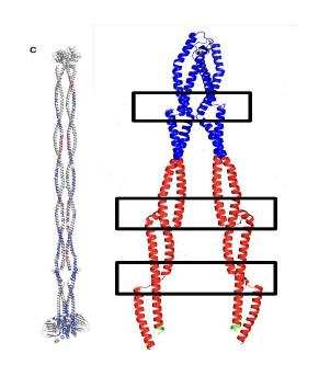 (좌) ‘Marie-Laure et al. (2017)’의 Archaeal SMC 구조와 (우) Human Rad50 coiled-coil domain 구조 일부. 검은색은 사각형은 ‘helix-breaker’를 표시