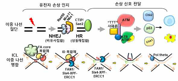 이중나선 절단, DSB (상) 와 이중 나선 접합, ICL (하) 손상 치유 전달계. (상) DSB는 Mre11-Rad50 복합분자에 의해 인지 되어, ATM 및 ATR kinase를 활성화시킴. TTT 샤페론이 이들을 안정화. 순차적으로 Chk1,Chk2, p53등을 통하여 세포 성장 조절 (하) ICL은 9개의 구성된 Fanconi anemia core에 의해 인지되고, 이들이 ID복합체를 유비퀴틴화 시킨 뒤, 절단효소를 끌어들임. 절단효소는 FAN1 외에 Slx1/4, XPF- ERCC1이 관여