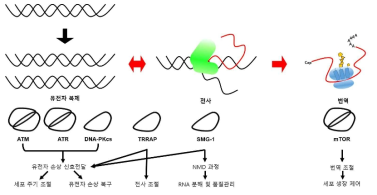 PIKK의 기능