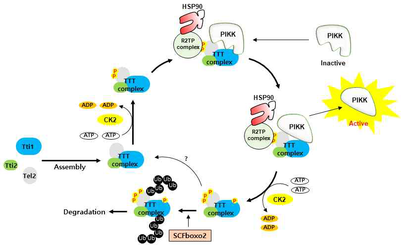 TTT 복합체의 co-chaperone cycle을 거치며 활성화되는 PIKK