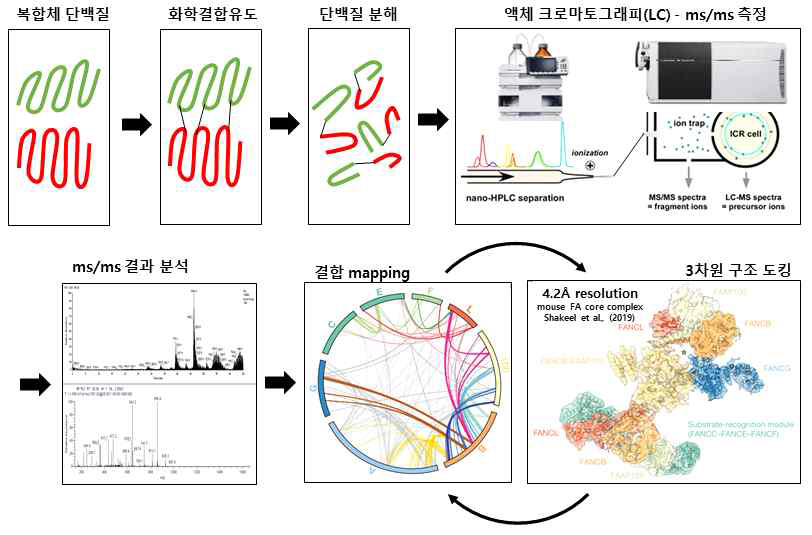 XL-ms를 통한 복합체 단백질 간 결합 동정. 결합 map과 도킹 구조는 Shakeel et al. (2019)에서 규명된 mouse FA core complex를 예시로 넣음