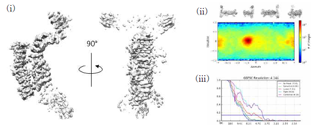 Cryosparc을 통하여 입자를 재구성하여 생성된 인간유래 TTT 복합체의 초기 3D 모델. (i) TTT 복합체의 3D model, (ii) 3D 모델을 재구성하기 위해 투사된 입자의 분포도, (iii) 3D 모델의 퀄리티를 나타내는 FSC curve