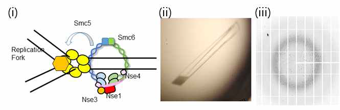 (i) SMC5/6 복합체가 Nse1/3/4의 도움으로 유전자에 loading 된 뒤 유전자 손상으로 정지되어 있는 replication fork 의 특정 분자 기능을 조절하여 유전자 손상 치유한 뒤, 복제 진행시킴. (ii) Nse1/3/4의 단결정 (iii) X-선 회절 이미지