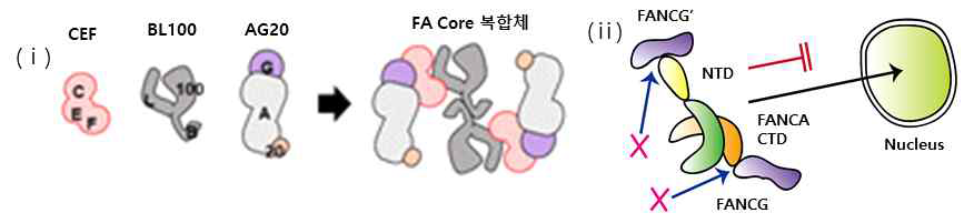 (i) Fanc core 복합체를 형성하는 3개의 subcomplex. 본 연구에서 어디를 어떻게 인지하는지 정확한 기반을 규명코자 함. (ii) FancA-G 가 핵안으로 들어가는 기작