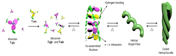 화합물 T-gly 와 T-ala 의 중합으로 형성된 나선 섬유 구조에서 나선 다발형성에 이르는 가역적 경로