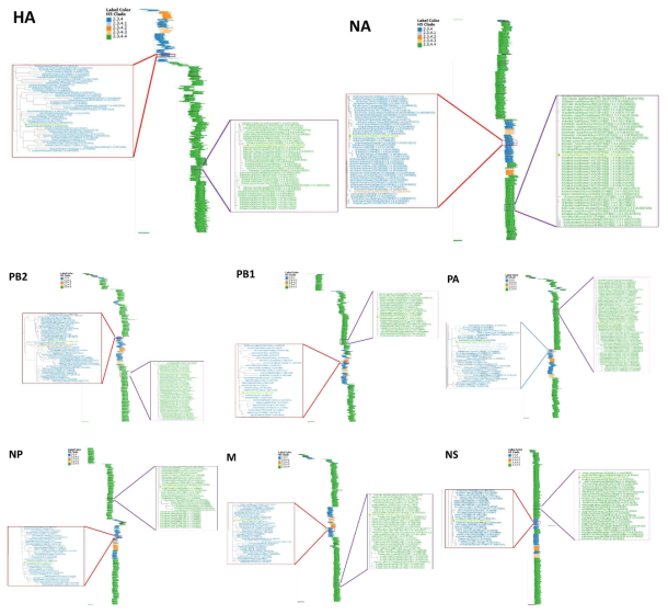 Clade 2.3.4, 2.3.4.1, 2.3.4.2, 2.3.4.3, 2.3.4.4의 H5 유전자 계통 분석 결과