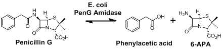 PenicillinG acylase의 분해/합성 반응