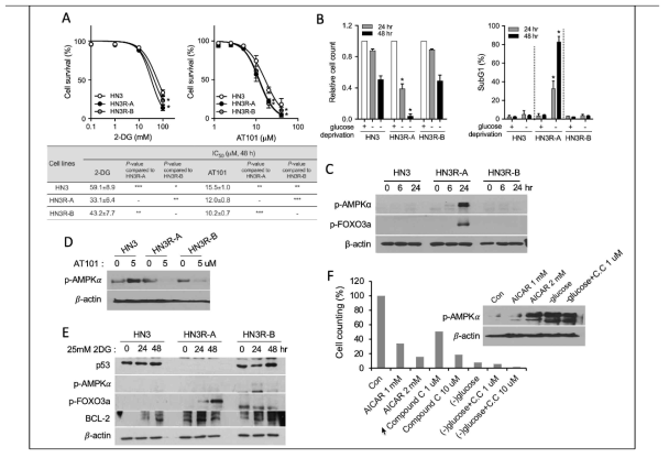 당대사 억제제 [2-DG(HK2 억제제), AT101(LDHA 억제제)], 그리고 당결핍(0mM glucose)시 유도되는 AMPK/FOXO3a 발현과 세포사멸