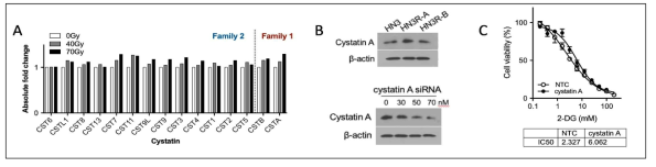 CRISPR/Cas9 knockout library 스크리닝을 통해 선별한 cystatin A의 당대사 의존적 세포사멸 확인