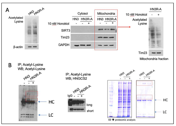 SIRT3의 미토콘드리아 특이적 기질 발굴을 위한 proteomic 분석