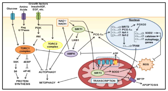 SIRT3의 기능