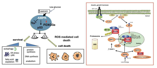 당대사 의존적 세포사멸에서 AMPK-FOXO3a-SIRT3의 신호전달 기전