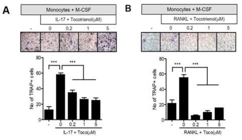 관절염 제어를 위한 유효 치료물질(Tocotrienol)조사