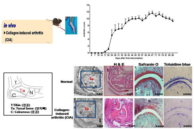 자가면역 관절염 전임상 동물모델 제작 및 관절염 평가와 조직결과