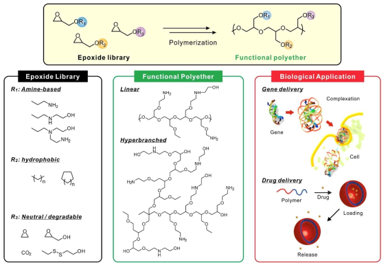 다양한 기능기를 가지는 에폭시 단량체 라이브러리와 이를 통한 제어된 폴리에테르 합성 및 생물학적 응용