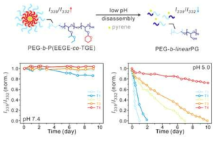 다양한 분율의 PEG-b-P(EEGE-co-TGE) 기반 마이셀의 분해 속도