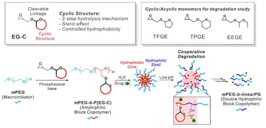 단량체 고리 구조의 유무와 소수성 정도에 따른 마이셀의 분해 속도 조절