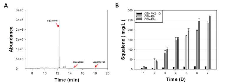 진세노사이드 대사효소에서 상위 유전자 중 하나인 ERG9의 중간대사체인 squalene의 PTS1 유무에 따른 발현 차이를 7일 flask culture를 통해 GC/MS 정성/정량 분석 결과. (A, squalene의 GC/MS 정성 분석 결과; B, CEN PK2-1D, CEN-E9, 그리고 CEN-E9p에서 생산된 squalene의 정량 분석 결과)