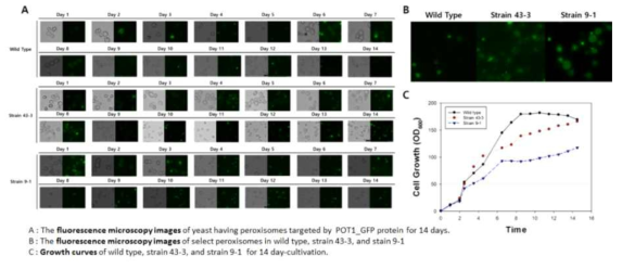 Peroxisome 조절 효모의 장기간 발효 시 peroxiosme 안정성 조사 결과