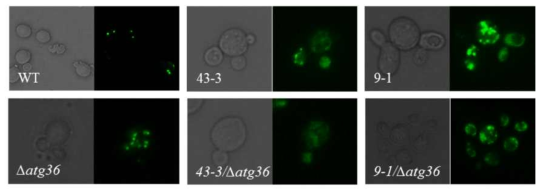 Atg36 제거로 세포 자기 소화 대사 저해를 통한 세포 소기관 조절 안정성 증대