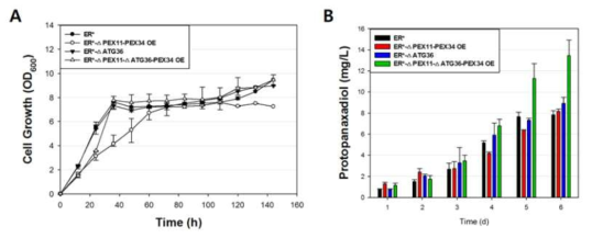 ER 및 Peroxisome 조절 효모의 protopanaxadiol 생산 및 세포 성장 속도 변화 (A, 세포 성장 속도 변화; B, 시간별 Protopanaxadiol 생산)