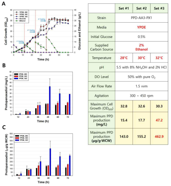 온도별 회분식 발효를 통한 peroxisome 조절에 따른 효모 성장 속도 및 PPD 생산량 변화. (A, 각 온도별 세포 성장 속도 ; B, 각 온도별 volume 당 PPD 생산량; C, 각 온도별 단위세포 당 PPD 생산량)
