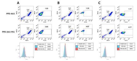 Peroxisome 조절 및 세포 크기별 Flow cytometry를 통한 peroxisome 발현양 변화. (A, 전체 세포 ; B. 크기가 큰 세포 ; C. 크기가 작은 세포)