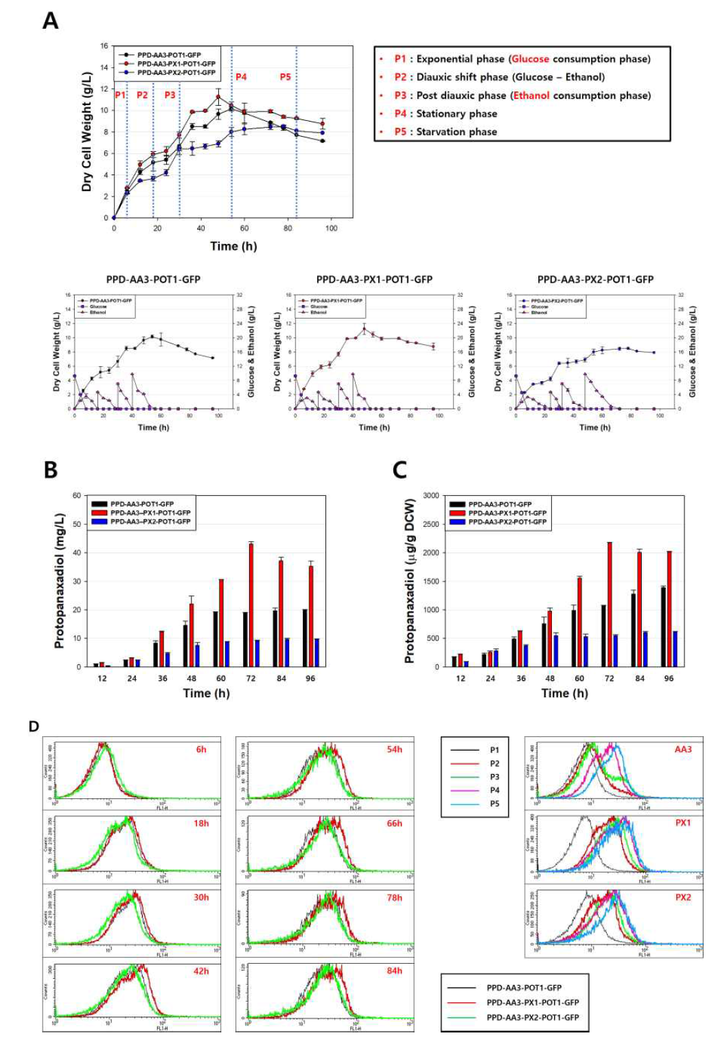 회분식 발효를 통한 Peroxisome 조절 효모의 성장 속도 변화 및 PPD 생산량. (A, 구축된 각 효모들의 세포성장 속도 변화; B. 각 효모들의 volume 당 PPD 생산량; C, 각 효모들의 단위세포 당 PPD 생산량; D, 각 효모들의 FACS 분석을 통한 peroxisome 안정성 측정)