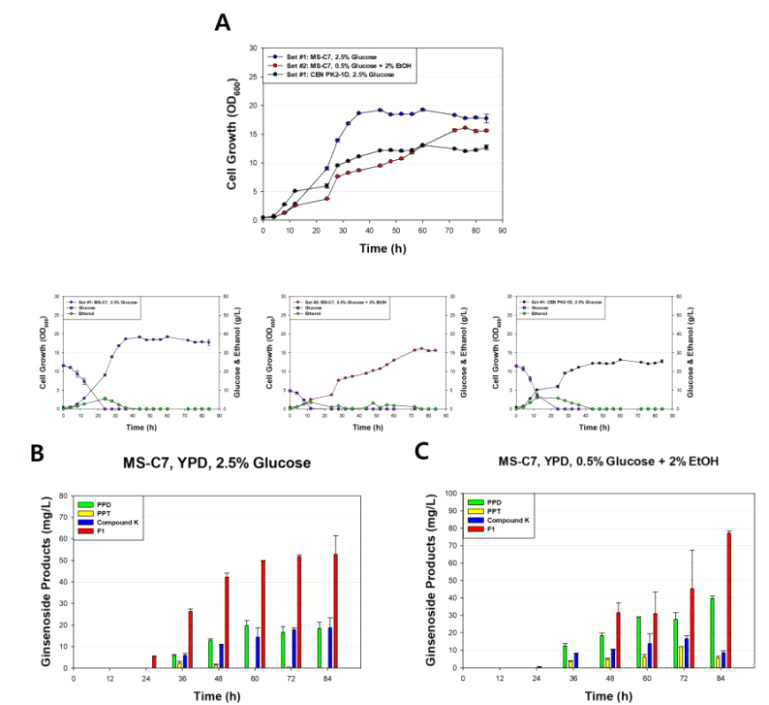 Ginsenoside F1 생산 효모 MS-C7 효모의 회분식 발효 (batch fermentation)를 통한 성장 속도 변화, ginsenoside 중간대사체, 및 최종 생산물의 생산량. (A, Wild type Saccharomyces cerevisiae CEN PK2.1D와 MS-C7 효모의 조건별 세포성장 속도 변화 및 유기산 분석; B. Glucose 제공 배양 조건에서의 ginsenoside 중간 대사체 및 최종 생산물 ginsenoside F1의 생산량; C, Ethanol 제공 배양 조건에서의 ginsenosides 중간 대사체 및 최종 생산물 ginsenoside F1의 생산량)