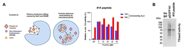 #15 peptide의 세포내 TGase 2활성 억제 효과 관찰