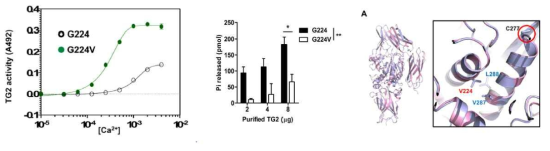 TGase 2의 G224의 Valine으로의 치환에 의한 구조적 변화와 활성변화