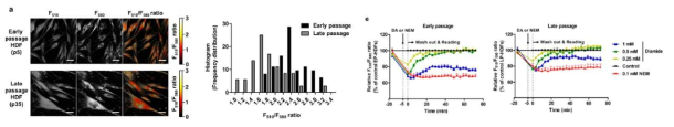 세포노화에 의해 GSH 수준 및 heterogeneity 변화