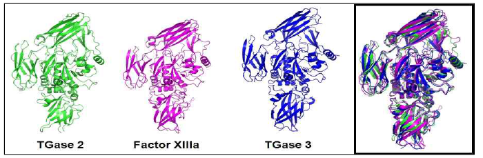 TGase 2, Factor XIIIa 및 TGase 3의 구조적 유사성