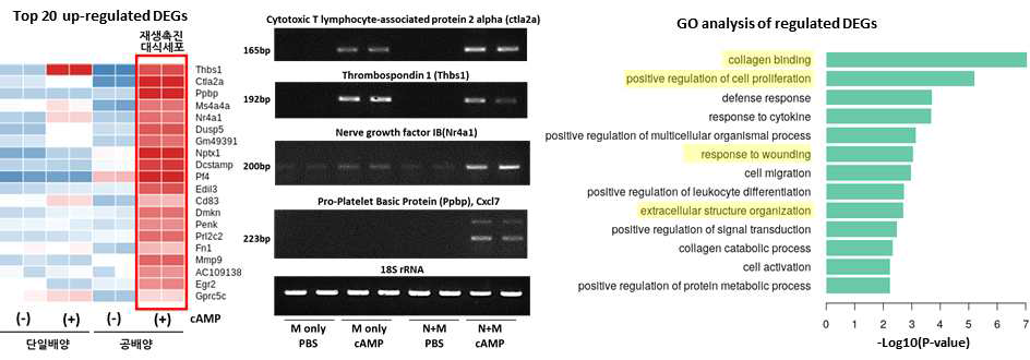 재생촉진 표현형 대식세포의 전사체 분석 (좌) Top 20 upregulated genes 및 배양 대식세포에서의 발현 validation, (중간) 재생촉진 표현형 대식세포에서 mRNA 증가 validation, (우) 발현 증가 유전자들의 GO analysis