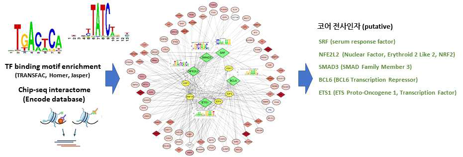 전사조절 네트워크 구축. (좌) 전사인자 결합 모티프 enrichment 분석 및 chip-seq DB 활용. (중간) 전사인자-DEG co-regulatory network. (우) Text mining 이용 가중치 부여 및 코어 전사인자 후보 도출