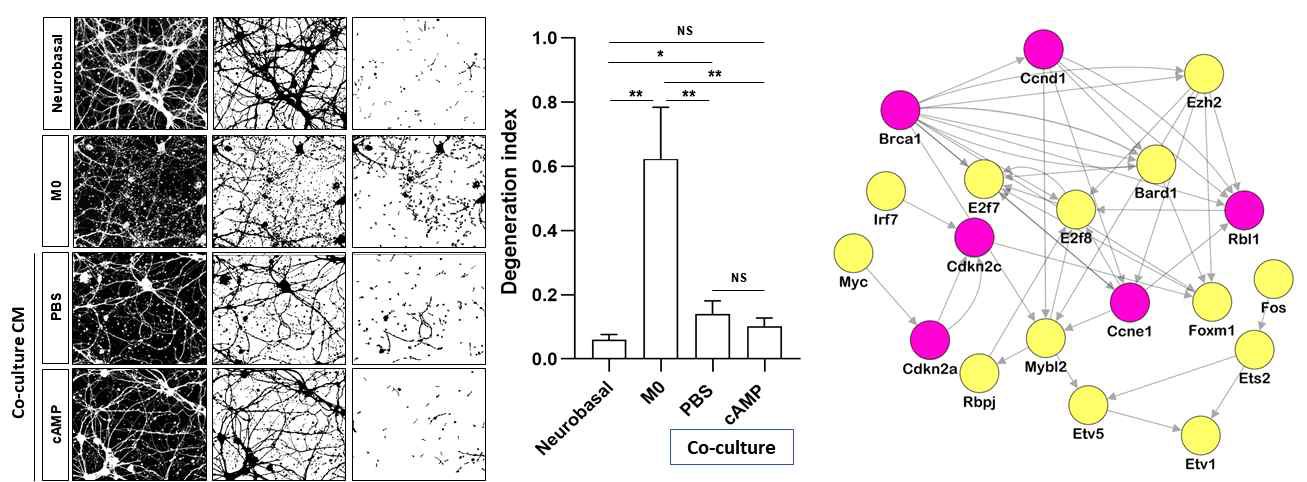 (좌) 대뇌피질신경세포에 대식세포 배양액 처리 후 시행한 액손 degeneration assay. 퇴행으로 fragmentation된 액손만을 이미지 분석 프로그램이 시각화. 대식세포 배양액 독성이 신경세포와의 공배양만으로 매우 감소함을 확인. (우) 신경세포와 공배양에 의하여 발현이 증가된 유전자의 upstream regulator. 빨간색 node들이 cell cycle 관련 유전자