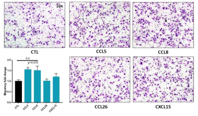 bone marrow 유래 macrophage를 이용한 mogration assay