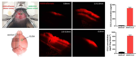 AAV8 바이러스의 확산 및 발현 검증. (좌)바이러스 주사 및 조직샘플링 모식도. (중간)대뇌피질에 바이러스 주사 후 saggital 절편조직 형광 발현 확인. (우)ELISA를 통한 CCL5 단백질의 세포 및 조직내 발현 수준 정량