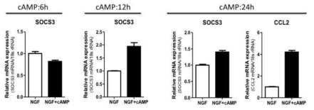 PC12 세포주를 이용한 chemokine 유전자 발현 증가 모델 시스템 확립