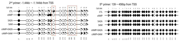 말초신경세포 chemokine 발현 모델에서 SOCS3 DNA methylation의 변화