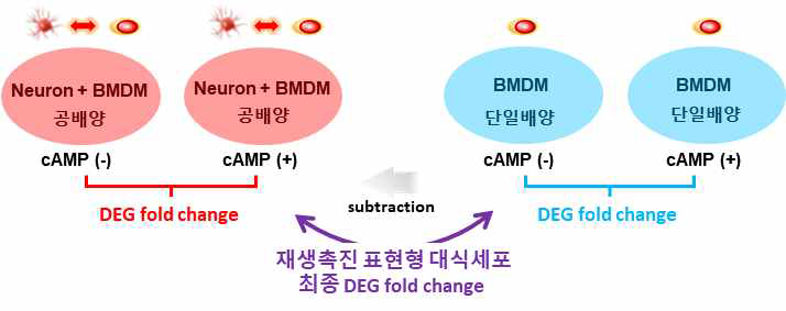 재생촉진표현형 대식세포 전사체 분석 strategy. 공배양 조건에서 cAMP 처리한 DEG를 구하고 단일배양 대식세포에 cAMP 처리한 DEG를 차감하여 최종적인 DEG fold change 계산