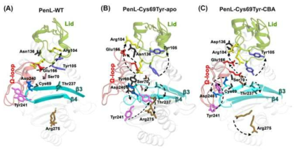 Dynamics of catalytic regions in PenL-WT and ESBLs. mutant의 경우에 substrate binding site가 더 유연하고 넓게 벌어짐으로서 사이즈가 큰 2세대 cephalosporin을 bind할 수 있음을 알 수 있음