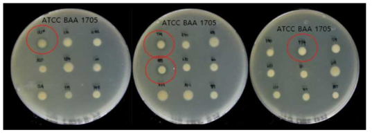 CRKP (ATCC BAA-1705)를 죽이는 균주를 screening 하는 과정. Red circle 로 표시된 균들이 선별된 균들임