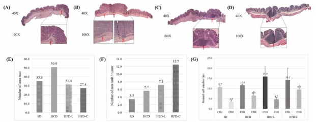 Representative H&E staining of colon tissues. (A) SD (B) HCD (C) HFD-L (D) HCD-C (Arrows indicate lymphocytes aggregation.) (E) Lymphocytes distribution area around tumor. (F) Lymphocytes distribution area per tumor. (area unit = 2.9mm2 on 40X magnification) (G) Immune cells counting in tumor tissue