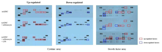 Dot antibody arrays for conditioned media of mADSCs