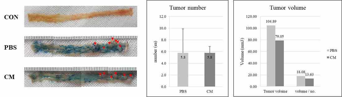 Comparison of tumor number and load. (Arrows indicate the tumors.)