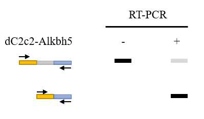 targeted m6a demethylation by dC2c2-Alkbh5