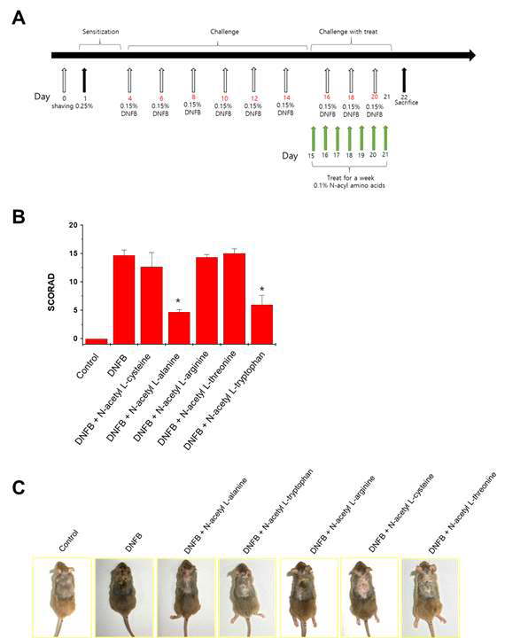NC/Nga 아토피 피부염 동물모델에서 N-acetyl amino acids의 아토피 피부염에 대한 치료 효과. A. NC/Nga 마우스에 DNFB을 반복적으로 도포하여 아토피 피부염 피부병변을 유도하는 과정 및 약물투여 과정을 나타낸 것. B. NC/Nga 아토피 피부염 유발 마우스에 N-acetyl cysteine, N-acetyl alanine, N-acetyl arginine, N-acetyl threonine 및 N-acetyl tryptophan를 피부염 유발부위에 도포한 후 임상 피부 점수(SCORAD)를 측정하여 비교한 결과 (*P < 0.05 versus 2,4-디니트로플루오로벤젠(DNFB)처리군). 아토피 피부염 임상지수는 부종, 홍반, 가피, 건조, 찰과상 및 태선화 등 각 증상의 정도를 0에서 3까지로 등급화하였고(0은 증상 없음; 1은 경증; 2는 중등도; 3은 중증), 전체 피부염 점수는 모든 개별 점수의 합으로부터 결정함. C. NC/Nga 아토피 피부염 유발을 위한 2,4-디니트로플루오로벤젠(DNFB) 처리 후 15일째 대조군 및 2,4-디니트로플루오로벤젠(DNFB) 처리군 및 2,4-디니트로플루오로벤젠(DNFB)과 N-acetyl cysteine, N-acetyl L-alanine, N-acetyl L-threonine, N-acetyl L-arginine, N-acetyl L-tryptophan을 7일간 처리한 마우스의 등 피부 사진