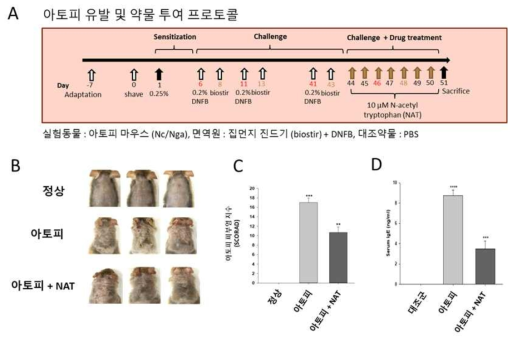 NC/Nga 아토피 피부염 동물모델에서 N-acetyl tryptophan의 아토피 피부염에 대한 치료 효과. A. NC/Nga 마우스에 집먼지 진드기 및 DNFB을 반복적으로 도포하여 아토피 피부염 피부병변을 유도하는 과정 및 약물투여 과정을 나타낸 것. B. NC/Nga 마우스에 아토피 피부염 유발을 위한 2,4-디니트로플루오로벤젠(DNFB) 처리 후 44일째 대조군 및 2,4-디니트로플루오로벤젠(DNFB) 처리군 및 2,4-디니트로플루오로벤젠(DNFB)과 N-acetyl L-tryptophan (NAT) 을 7일간 처리한 마우스의 등 피부 사진. C. NC/Nga 아토피 피부염 유발 마우스에 NAT를 피부염 유발부위에 도포한 후 임상 피부 점수(SCORAD)를 측정하여 비교한 결과 (**P<0.01, ***P < 0.001 versus 2,4-디니트로플루오로벤젠(DNFB)처리군). 아토피 피부염 임상지수는 부종, 홍반, 가피, 건조, 찰과상 및 태선화 등 각 증상의 정도를 0에서 3까지로 등급화하였고(0은 증상 없음; 1은 경증; 2는 중등도; 3은 중증), 전체 피부염 점수는 모든 개별 점수의 합으로부터 결정함. D. 아토피 피부염 모델에서 혈중 IgG농도에 미치는 NAT의 영향